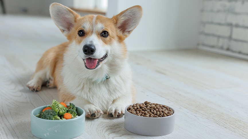寵物玩具與食品-如何為小型犬選擇最佳玩具和食物